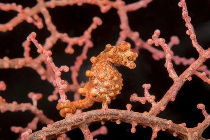 Framed Print : Pygmy seahorse (Hippocampus bargibanti) Philippines Framed Print : Pygmy seahorse (Hippocampus bargibanti) Philippines