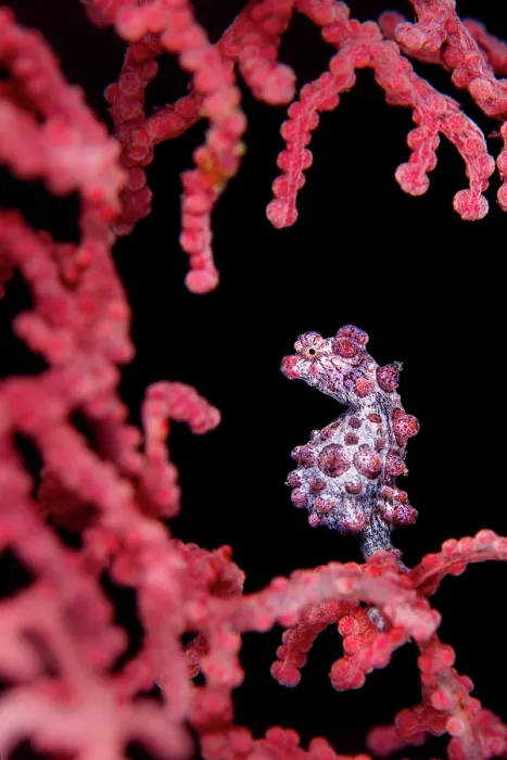 Framed Print : Pygmy seahorse (Hippocampus bargibanti) among a Sea fan (Muricella sp.) on a coral reef, Bitung, North Sulawesi, Indonesia. Lembeh Strait, Molucca Sea Framed Print : Pygmy seahorse (Hippocampus bargibanti) among a Sea fan (Muricella sp.) on a coral reef, Bitung, North Sulawesi, Indonesia. Lembeh Strait, Molucca Sea