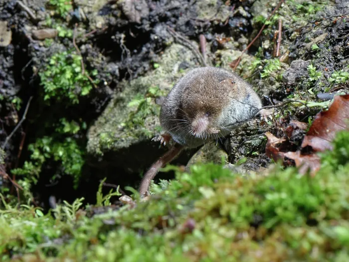 Framed Print : Pygmy shrew (Sorex minutus) with several ticks (Ixodes sp.) attached to an ear, foraging in a garden flowerbed at night, Wiltshire, England, UK. January Framed Print : Pygmy shrew (Sorex minutus) with several ticks (Ixodes sp.) attached to an ear, foraging in a garden flowerbed at night, Wiltshire, England, UK. January