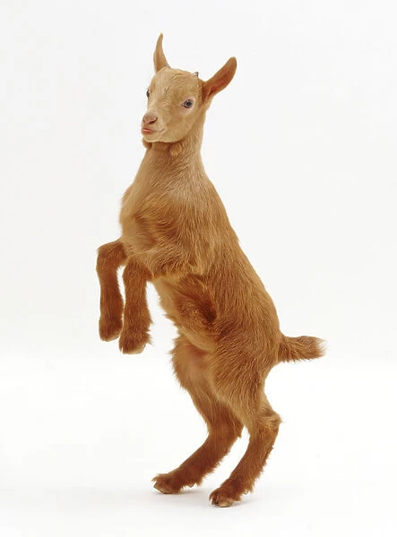 Pygmy x Golden Guernsey female goat kid, standing on hind legs