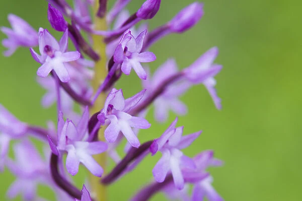 Pyramidal orchid (Anacamptis pyramidalis) flower close-up, Krk Island, Croatia, June