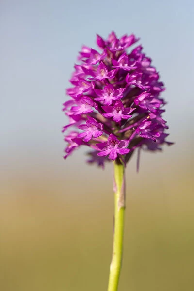 Pyramidal Orchid (Anacamptis pyramidalis) Peak District National Park, Derbyshire, UK
