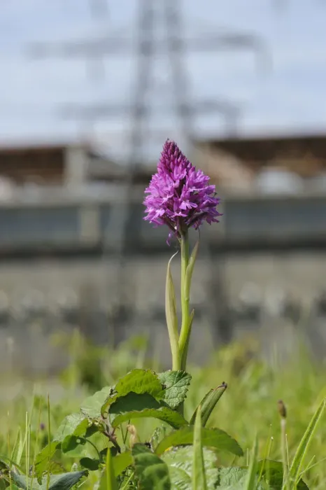 Framed Print : Pyramidal Orchid (Anacamptis pyramidalis), on brownfield site being prepared for development Framed Print : Pyramidal Orchid (Anacamptis pyramidalis), on brownfield site being prepared for development