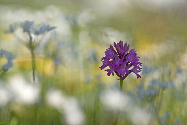 Pyramidal orchid (Anacamptis pyramidalis) in flower surrounded by Naples Garlic