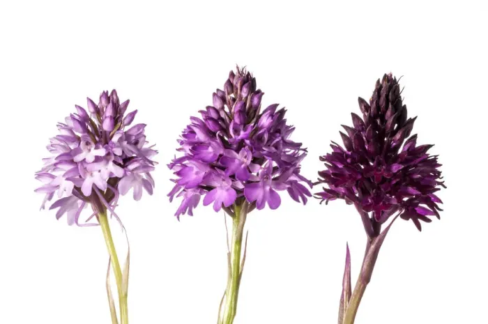 Framed Print : Pyramidal Orchid (Anacamptis pyramidalis) colour varieties. Sibillini, Umbria Italy, June