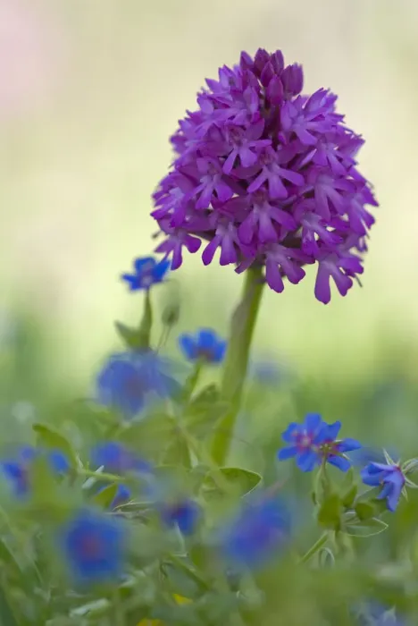 Framed Print : Pyramidal orchid (Anacamptis pyramidalis) in flower, Vieste, Gargano National Park Framed Print : Pyramidal orchid (Anacamptis pyramidalis) in flower, Vieste, Gargano National Park