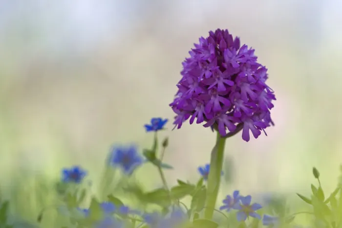 Framed Print : Pyramidal orchid (Anacamptis pyramidalis) flower, Vieste, Gargano National Park, Gargano Peninsula Framed Print : Pyramidal orchid (Anacamptis pyramidalis) flower, Vieste, Gargano National Park, Gargano Peninsula