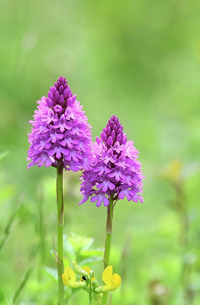 Pyramidal orchid (Anacamptis pyramidalis) in flower, Hampshire, UK June. Focus stacked