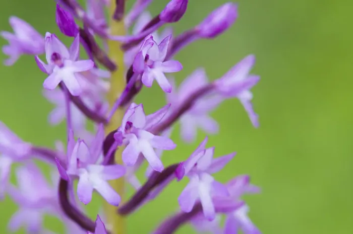 Framed Print : Pyramidal orchid (Anacamptis pyramidalis) flower close-up, Krk Island, Croatia, June Framed Print : Pyramidal orchid (Anacamptis pyramidalis) flower close-up, Krk Island, Croatia, June