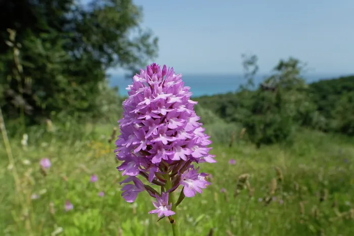 Framed Print : Pyramidal orchid (Anacamptis pyramidalis) flowering on grassland among olive groves, near Cape Drastis, Corfu, Greece. May Framed Print : Pyramidal orchid (Anacamptis pyramidalis) flowering on grassland among olive groves, near Cape Drastis, Corfu, Greece. May