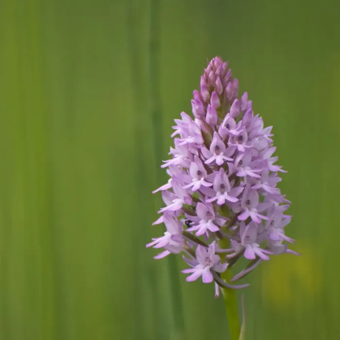 Framed Print : Pyramidal orchid {Anacamptis pyramidalis} Pollino National Park, Basilicata, Italy Framed Print : Pyramidal orchid {Anacamptis pyramidalis} Pollino National Park, Basilicata, Italy