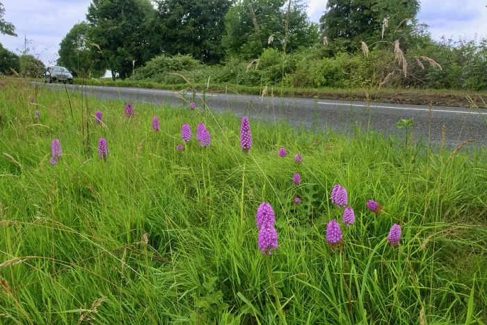 Framed Print : Pyramidal orchids (Anacamptis pyramidalis) flowering on a rural roadside verge, Wiltshire, England, UK. June Framed Print : Pyramidal orchids (Anacamptis pyramidalis) flowering on a rural roadside verge, Wiltshire, England, UK. June