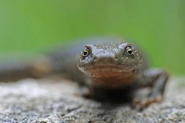 Pyrenean brook salamander (Euproctus  /  Calotriton asper) portrait, Pal, Andorra