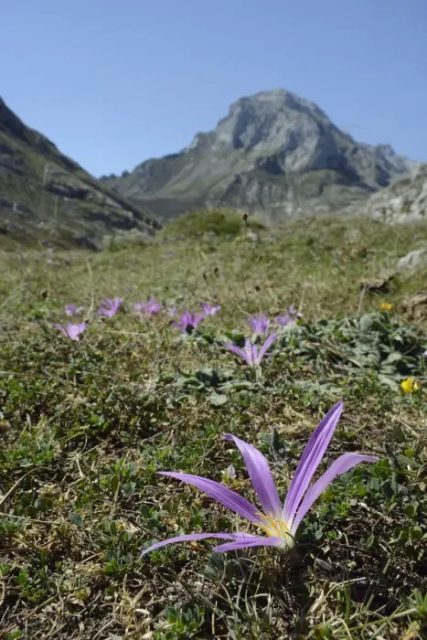 Framed Print : Pyrenean merendera / False meadow saffron (Merendera pyrenaica / Colchicum montanum) Framed Print : Pyrenean merendera / False meadow saffron (Merendera pyrenaica / Colchicum montanum)