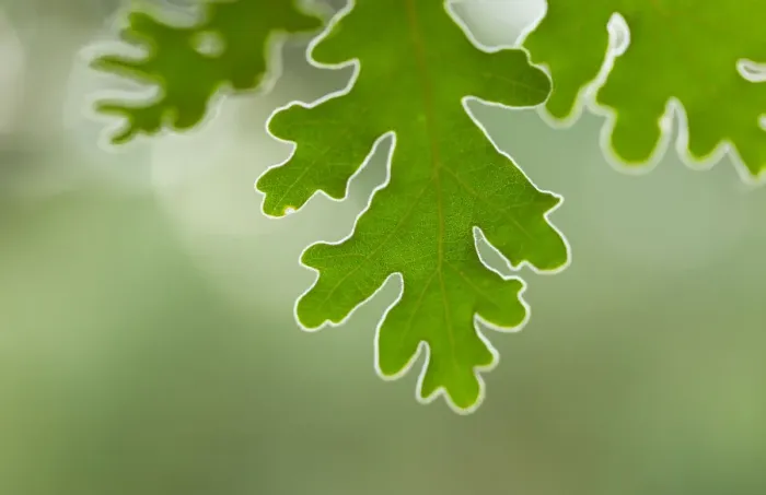 Framed Print : Pyrenean oak tree leaves (Quercus pyrenaica), Campanarios de Azaba Biological Reserve Framed Print : Pyrenean oak tree leaves (Quercus pyrenaica), Campanarios de Azaba Biological Reserve