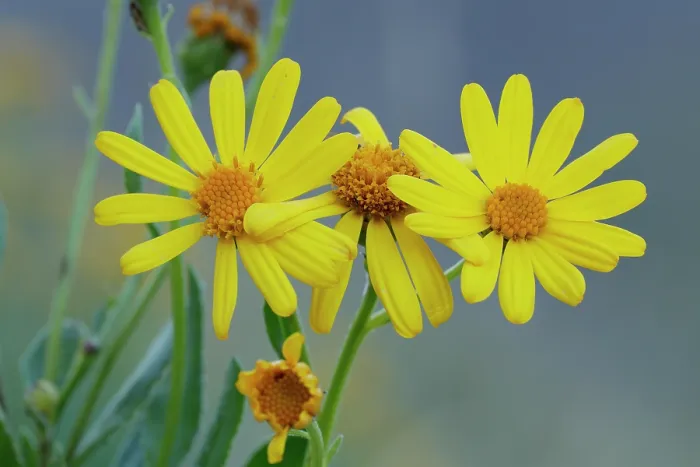 Framed Print : Pyrenean ragwort (Senecio pyrenaicus) in flower, Pyrenees, Huesca, Spain. August Framed Print : Pyrenean ragwort (Senecio pyrenaicus) in flower, Pyrenees, Huesca, Spain. August