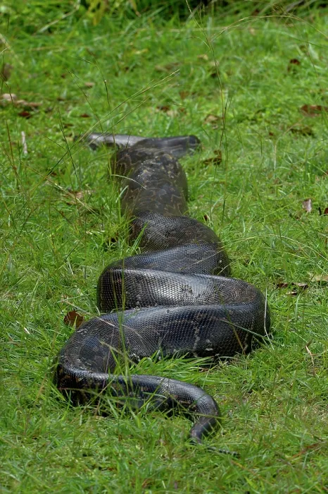 Framed Print : Python (Pythonidae) moving over grass, Uganda Framed Print : Python (Pythonidae) moving over grass, Uganda