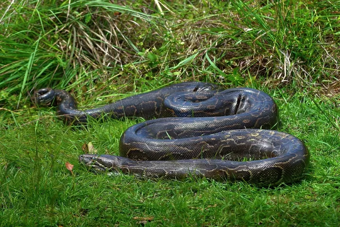 Framed Print : Python (Pythonidae) resting on grass, Uganda Framed Print : Python (Pythonidae) resting on grass, Uganda