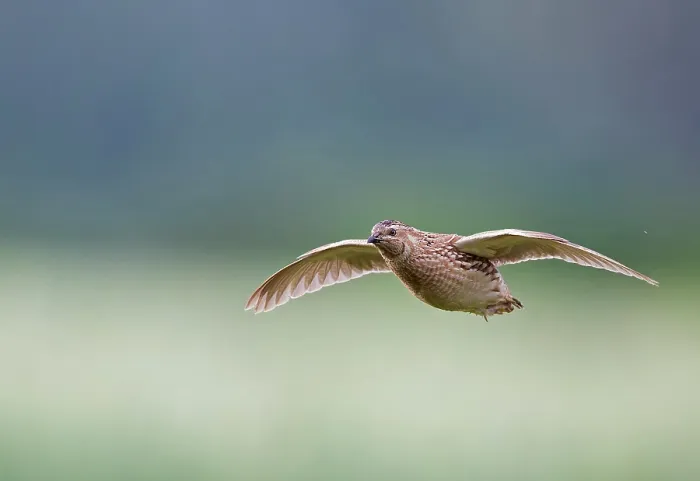 Framed Print : Quail (Coturnix coturnix) male, in flight, Vantaa, Finland. July. Controlled conditions Framed Print : Quail (Coturnix coturnix) male, in flight, Vantaa, Finland. July. Controlled conditions