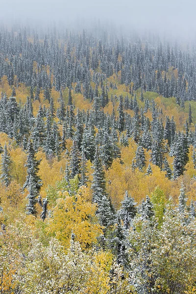 Quaking aspen trees (Populus tremuloides) and conifers with dusting of snow, Dome