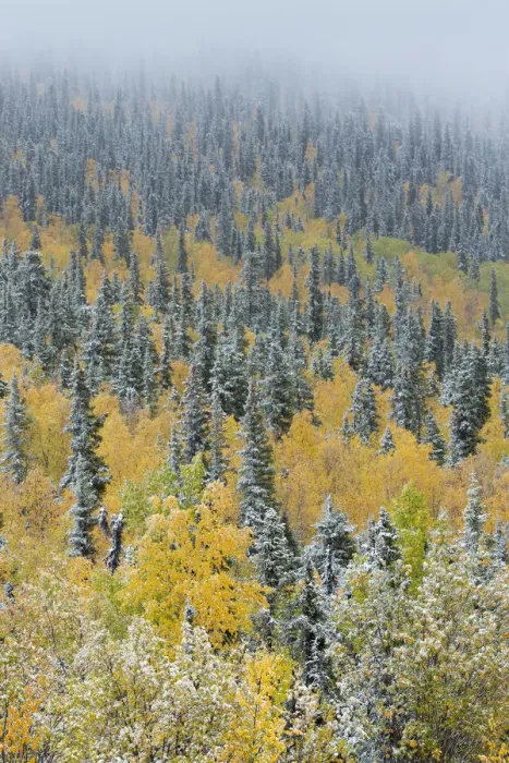 Framed Print : Quaking aspen trees (Populus tremuloides) and conifers with dusting of snow, Dome Framed Print : Quaking aspen trees (Populus tremuloides) and conifers with dusting of snow, Dome