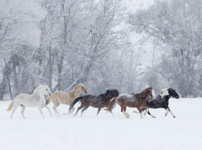 Framed Print : Quarter horses running in snow at ranch, Shell, Wyoming, USA, February Framed Print : Quarter horses running in snow at ranch, Shell, Wyoming, USA, February