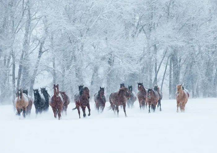 Framed Print : Quarter horses running in snow at ranch, Shell, Wyoming, USA, February Framed Print : Quarter horses running in snow at ranch, Shell, Wyoming, USA, February