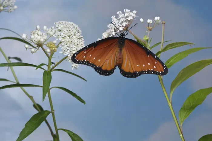 Framed Print : Queen butterfly (Danaus gilippus) expanding wings after emerging from chrysalis on Aquatic milkweed (Asclepias perennis). Hill Country, Texas, USA. Sequence 12 / 12 Framed Print : Queen butterfly (Danaus gilippus) expanding wings after emerging from chrysalis on Aquatic milkweed (Asclepias perennis). Hill Country, Texas, USA. Sequence 12 / 12