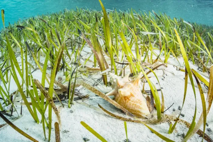 Framed Print : Queen conch (Lobatus gigas) juvenile feeding on algae growing on Seagrass (Thalassia Framed Print : Queen conch (Lobatus gigas) juvenile feeding on algae growing on Seagrass (Thalassia