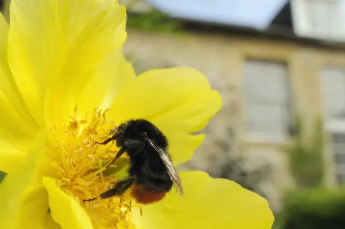 Framed Print : Queen Red tailed bumblebee (Bombus lapidarius) feeding on Yellow tree peony (Paeonia Framed Print : Queen Red tailed bumblebee (Bombus lapidarius) feeding on Yellow tree peony (Paeonia