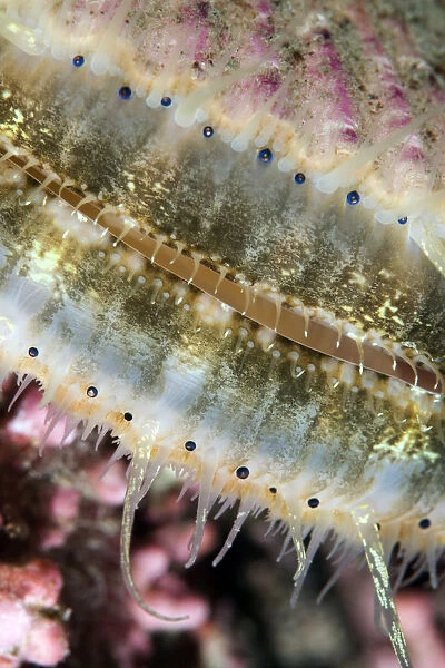 Queen scallop (Chlamys  /  Aequipecten opercularis) close-up showing eyes in a row