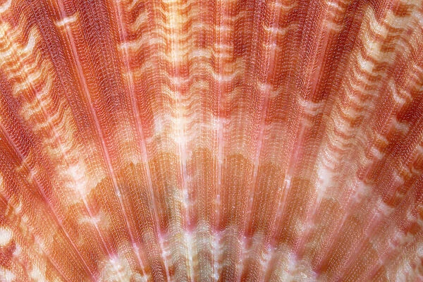 Detail of Queen scallop shell (Aequipecten  /  Chlamys opercularis). Anglesey, Wales, UK. December