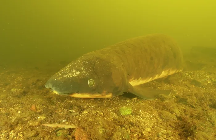 Framed Print : Queensland lungfish (Neoceratodus forsteri) resting on riverbed, Mary River, Queensland, Australia. Endangered