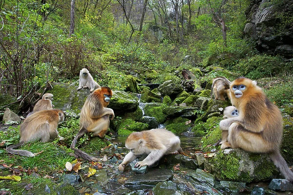 Quinling Golden snub nosed monkey (Rhinopitecus roxellana qinlingensis), family group foraging along a small creek in a gullly. Zhouzhi Nature Reserve, Qinling Mountains, Shaanxi, China