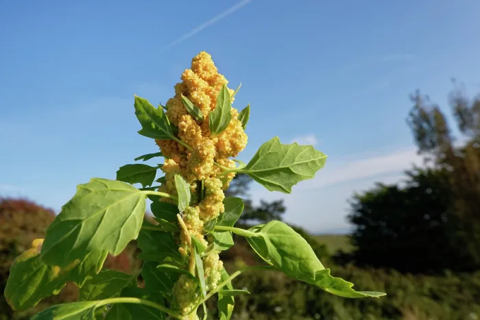 Framed Print : Quinoa (Chenopodium quinoa) flowering in a game cover crop, Dorset, England, UK. October