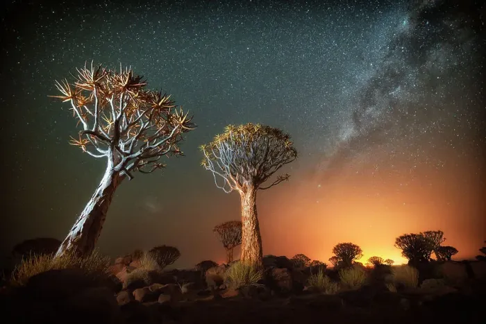 Framed Print : Quiver tree (Aloe dichotoma) with the Milky Way at night, and light pollution from town in the distance, Keetmanshoop, Namibia. Colours accentuated digitally Framed Print : Quiver tree (Aloe dichotoma) with the Milky Way at night, and light pollution from town in the distance, Keetmanshoop, Namibia. Colours accentuated digitally