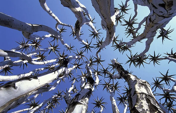 Quiver tree {Aloe dichotoma} view up through canopy Namib-Naukluft NP, Namibia 2004