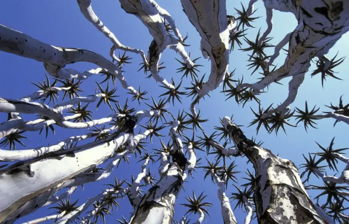 Framed Print : Quiver tree {Aloe dichotoma} view up through canopy Namib-Naukluft NP, Namibia 2004 Framed Print : Quiver tree {Aloe dichotoma} view up through canopy Namib-Naukluft NP, Namibia 2004