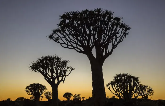 Framed Print : Quiver trees (Aloidendron dichotomum) silhouetted against dawn sky, Namibia, May Framed Print : Quiver trees (Aloidendron dichotomum) silhouetted against dawn sky, Namibia, May