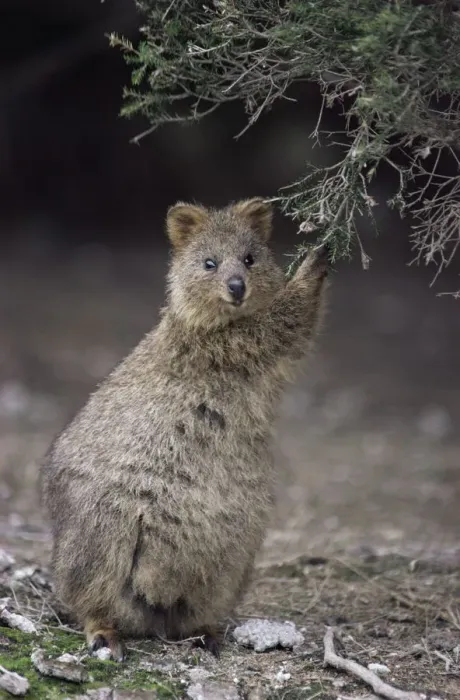 Framed Print : Quokka {Setonix brachyurus} feeding, Australia Framed Print : Quokka {Setonix brachyurus} feeding, Australia