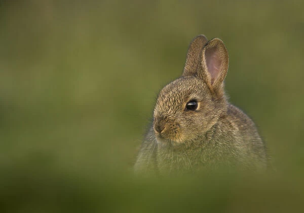 Rabbit (Oryctolagus cuniculus) amongst grass. Shetland Isles, Scotland, UK, April