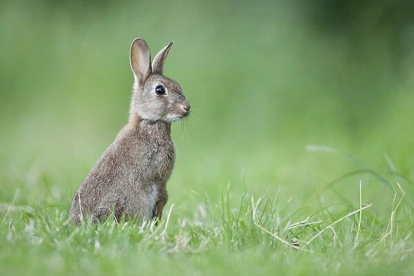 Rabbit (Oryctolagus cuniculus) on grassland, Hardington Moor NNR, Somerset, UK, June