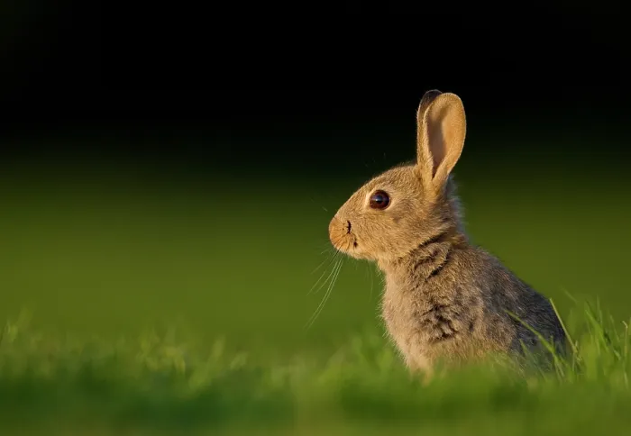 Framed Print : Rabbit (Oryctolagus cuniculus) juvenile, sitting alert in field in evening light, Norfolk, UK. May Framed Print : Rabbit (Oryctolagus cuniculus) juvenile, sitting alert in field in evening light, Norfolk, UK. May