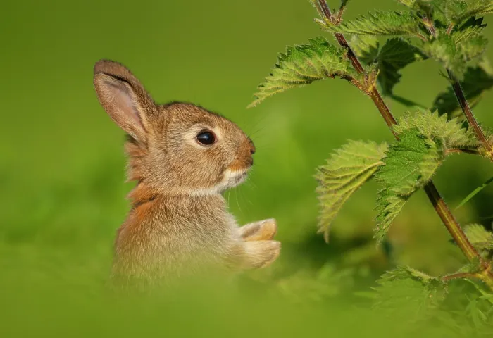 Framed Print : Rabbit (Oryctolagus cuniculus) juvenile, sitting upright next to Nettles (Urtica dioica), Norfolk, UK. May Framed Print : Rabbit (Oryctolagus cuniculus) juvenile, sitting upright next to Nettles (Urtica dioica), Norfolk, UK. May