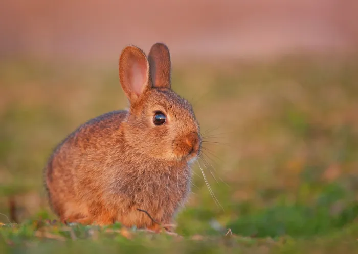 Framed Print : Rabbit (Oryctolagus cuniculus) juvenile, sitting in evening sun close to the warren, Isle of Lewis, Outer Hebrides, UK. July