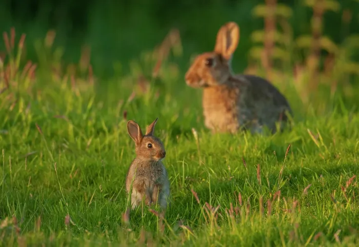 Framed Print : Rabbit (Oryctolagus cuniculus) juvenile, sitting upright in grassland with adult behind, Norfolk, UK. June Framed Print : Rabbit (Oryctolagus cuniculus) juvenile, sitting upright in grassland with adult behind, Norfolk, UK. June