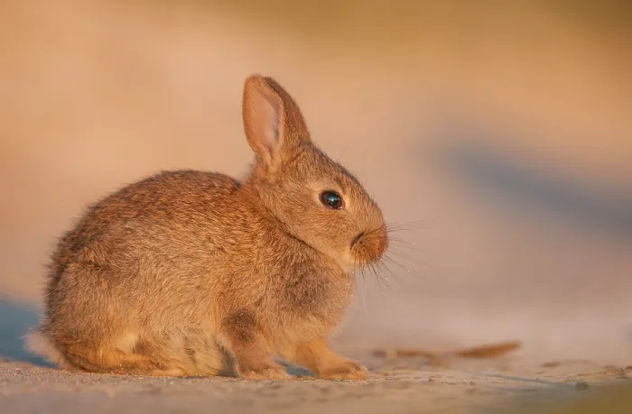 Framed Print : Rabbit (Oryctolagus cuniculus) juvenile, sitting on a sandy track, basking in evening sun, Isle of Lewis, Outer Hebrides, Scotland, UK. July Framed Print : Rabbit (Oryctolagus cuniculus) juvenile, sitting on a sandy track, basking in evening sun, Isle of Lewis, Outer Hebrides, Scotland, UK. July