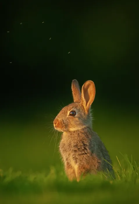 Framed Print : Rabbit (Oryctolagus cuniculus) juvenile, sitting alert in evening light, Norfolk, UK. May Framed Print : Rabbit (Oryctolagus cuniculus) juvenile, sitting alert in evening light, Norfolk, UK. May