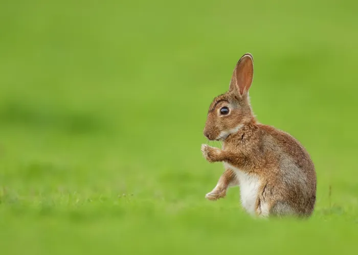 Framed Print : Rabbit (Oryctolagus cuniculus) juvenile, sitting in field with front paws raised, Norfolk, UK. June Framed Print : Rabbit (Oryctolagus cuniculus) juvenile, sitting in field with front paws raised, Norfolk, UK. June