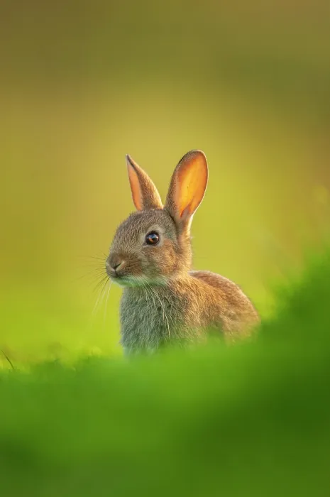 Framed Print : Rabbit (Oryctolagus cuniculus) juvenile, emerging cautiously from the warren in evening light, Norfolk, UK. June